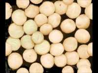 pochette album Optimistic voices