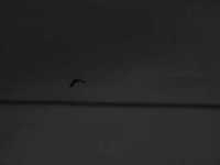 pochette album Traveller