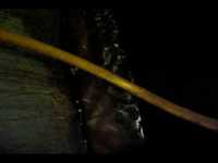 pochette album Little panda mcelroy (b)