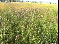 pochette album Together now