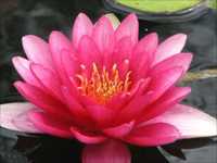 pochette album Lotosov cvet