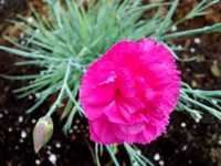 pochette album Sentiš - navadni